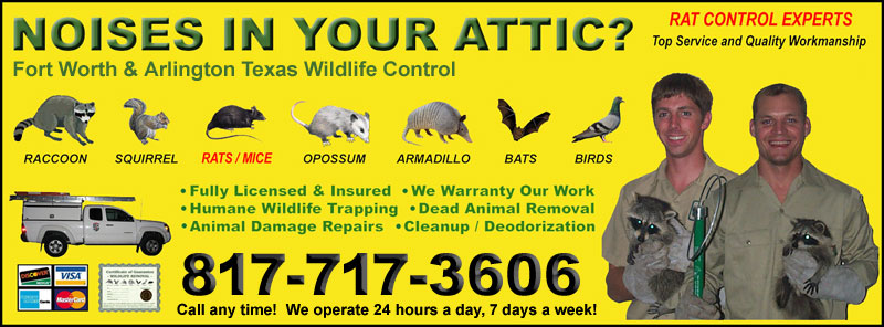 Fort Worth & Arlington Texas Wildlife Control Pest Exterminator Animal  Removal Rat Mouse Bat Raccoon